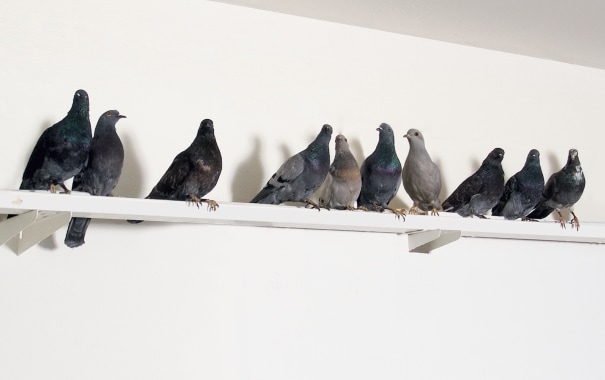 Taxidermy in art: Maurizio Cattelan, Turisti, 1997. Artnet.
