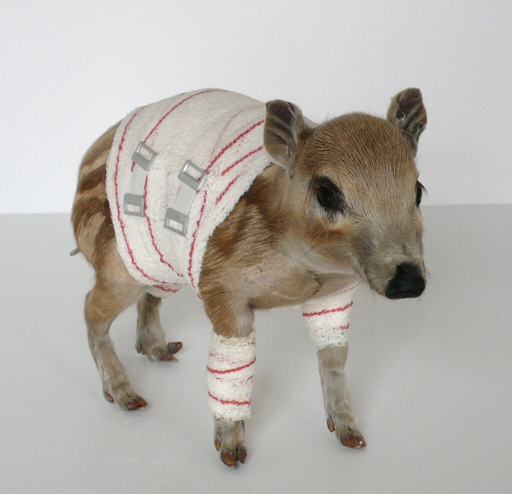 Taxidermy in art: Pascal Bernier, Wild boar, Accidents de chasse series, 1994-2000. Galerie Nardone.
