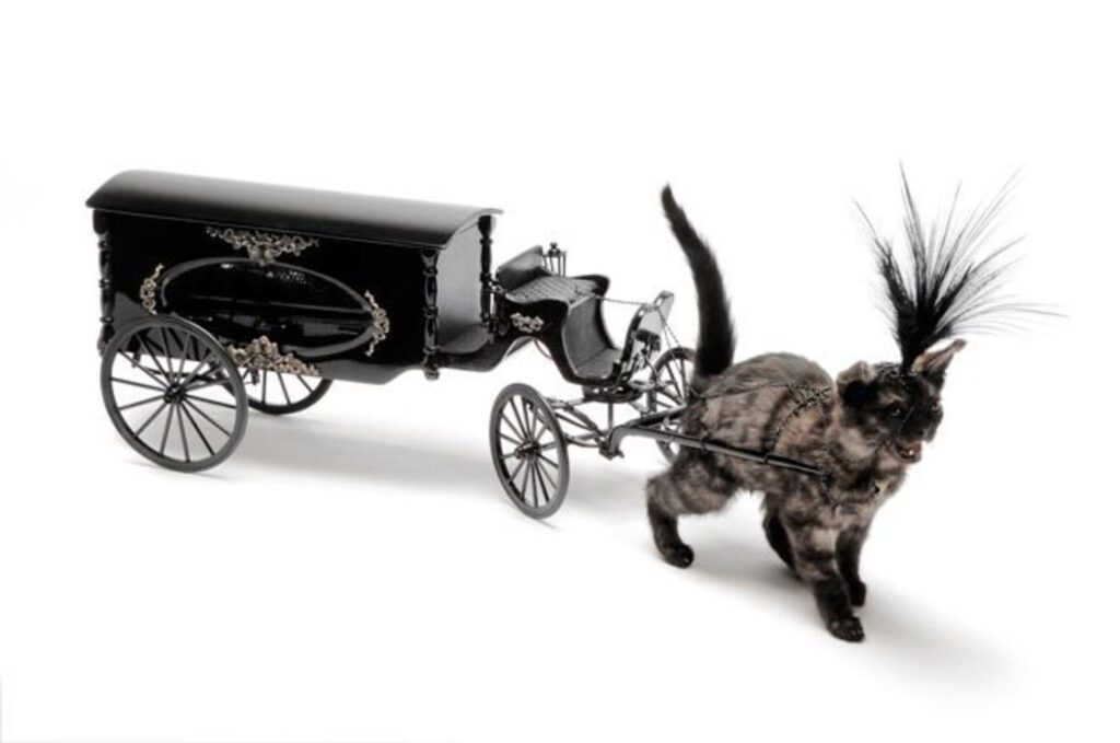 Taxidermy in art: Julia DeVille, Kitten drawn hearse 2, 2013. Artist’s website.
