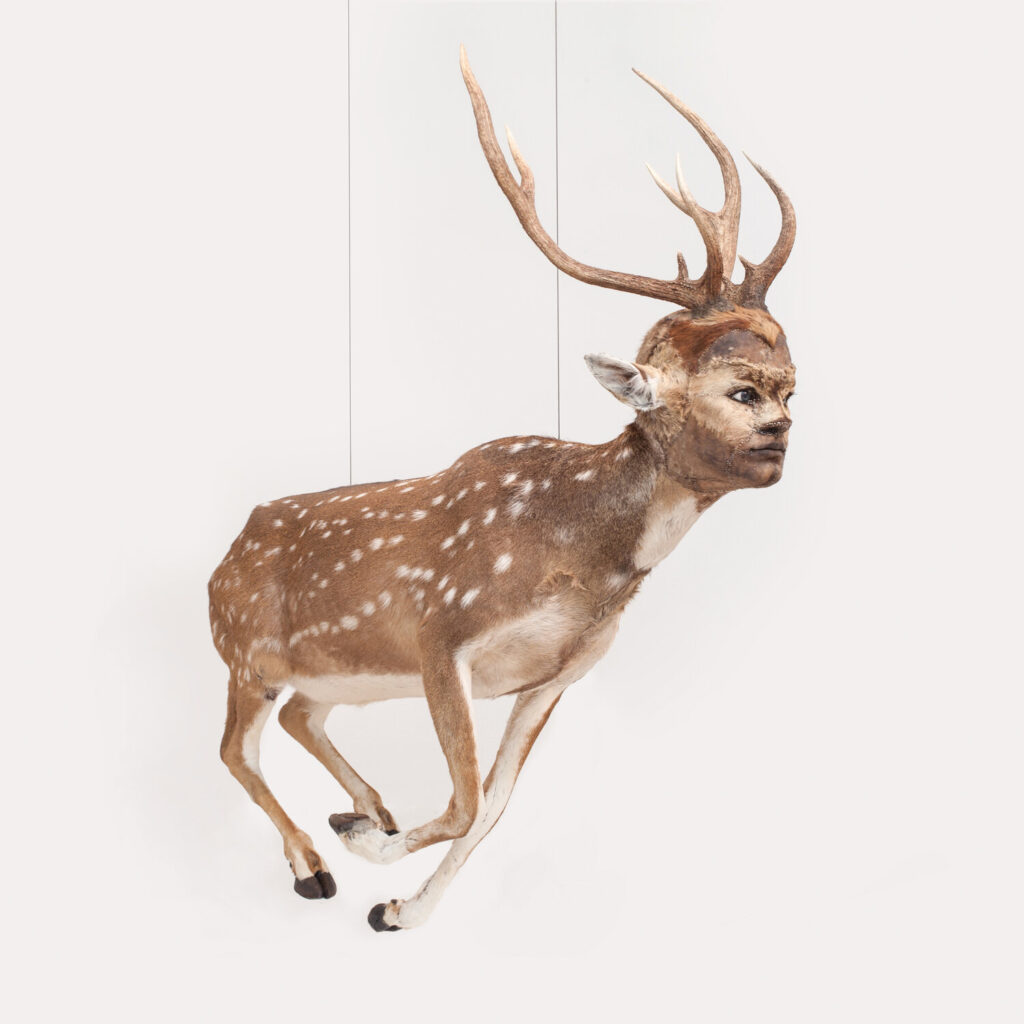 Taxidermy in art: Kate Clark, Gallant, 2016. Artist’s website.
