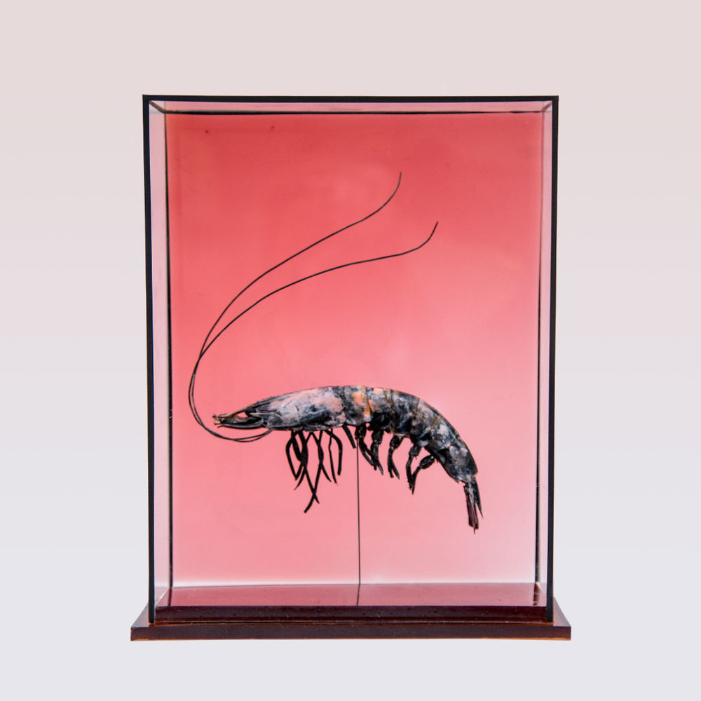 Taxidermy in art: Harriet Horton, Taxidermy Prawn, 2019, Sleep Subjects series, The Crypt, London, UK. Artist’s website.
