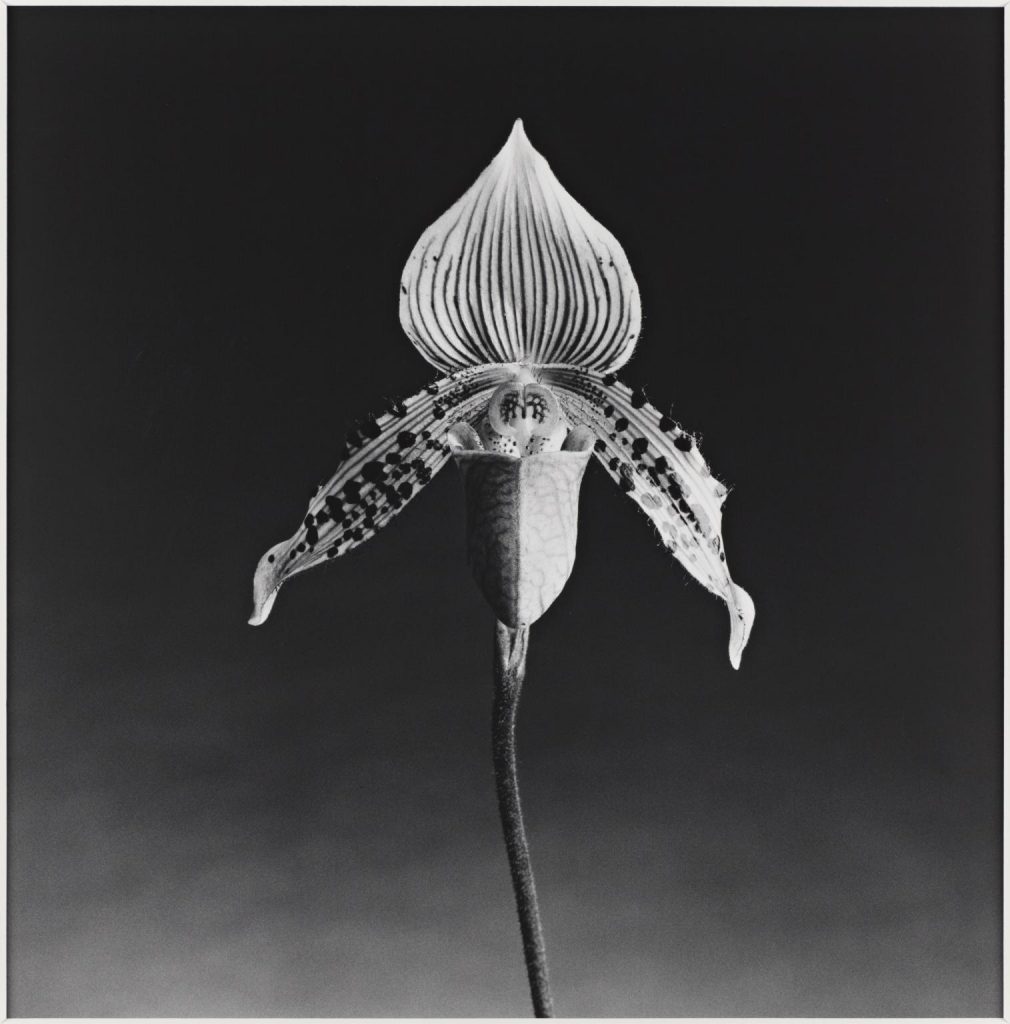 Robert Mapplethorpe: Robert Mapplethorpe, Orchid, 1987, Tate and National Galleries of Scotland, Edinburgh, Scotland, UK.
