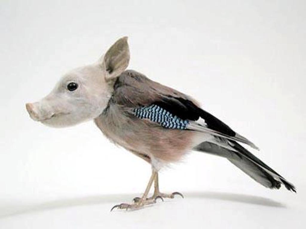 Taxidermy in art: Thomas Grünfeld, Misfit (pig/bird), 2001. Design Boom.
