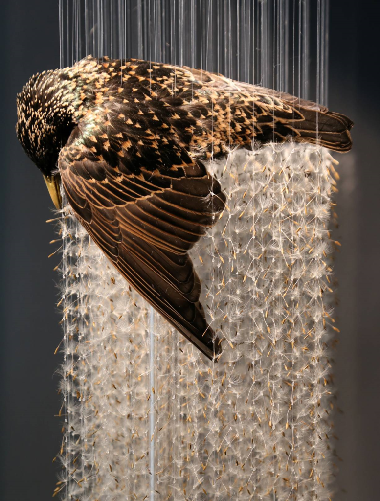 Taxidermy in art: Claire Morgan, Cloud Nine, 2014. Artist’s website.
